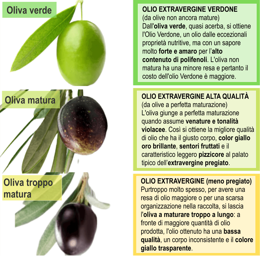 tipi di olive da olio extravergine