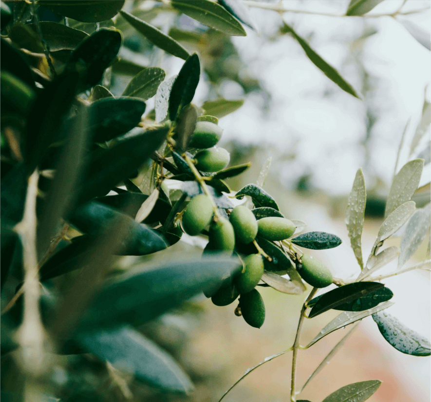 olio oliva evo storia