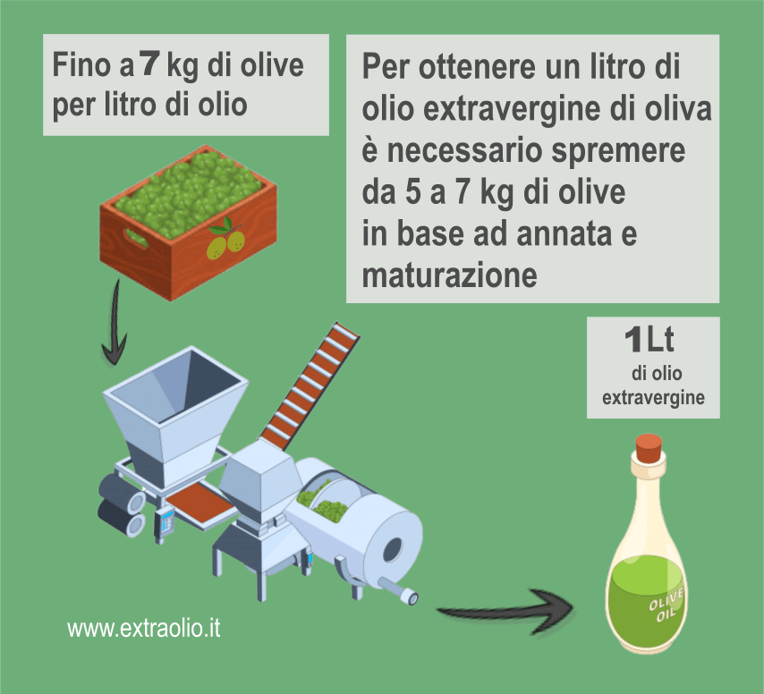 quante olive servono per fare un litro olio extravergine di oliva